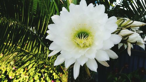 Close-up of white flowering plant