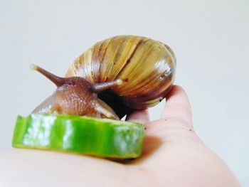 Close-up of animal shell