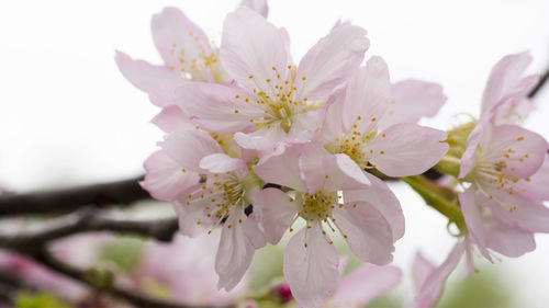 Close-up of pink cherry blossom