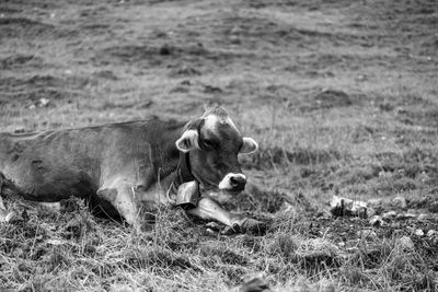 mammal