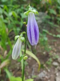 Close-up of purple flowering plant