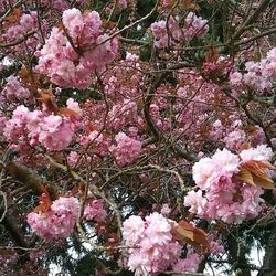 Pink flowers blooming on tree