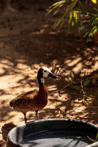 Close-up of bird