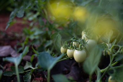 Close-up of plant