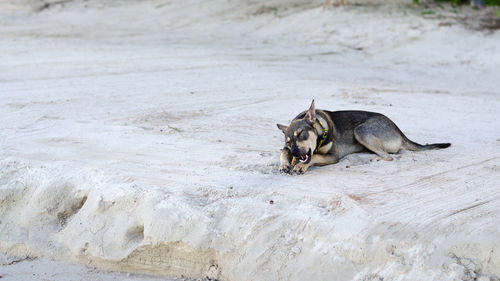 View of a dog lying on land