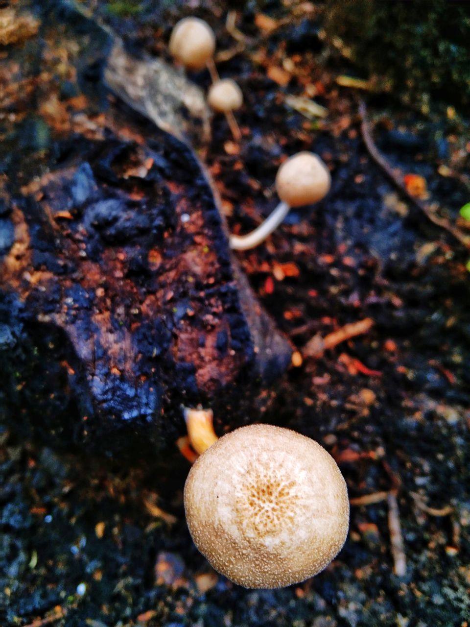 nature, autumn, food, leaf, tree, soil, no people, land, food and drink, mushroom, close-up, fungus, macro photography, plant, high angle view, vegetable, day, growth, outdoors, healthy eating, edible mushroom, freshness, field, forest, focus on foreground