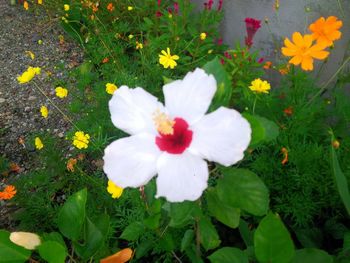 High angle view of flowers blooming in park