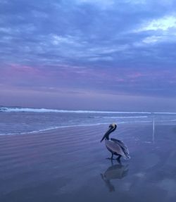 Pelican at beach against sky at dusk
