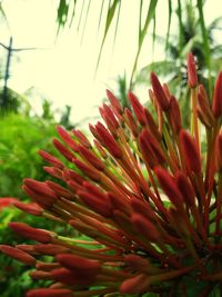 Close-up of red flowering plant