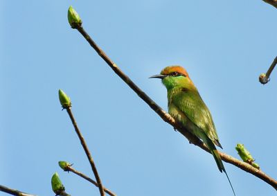 Low angle view of bird perching on tree against clear blue sky