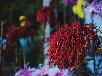 Close-up of red flower against trees