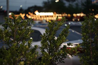 Plants and illuminated city against sky at night