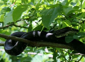 Close-up of lizard on tree