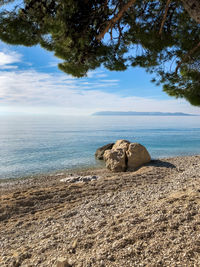 View of an animal on beach