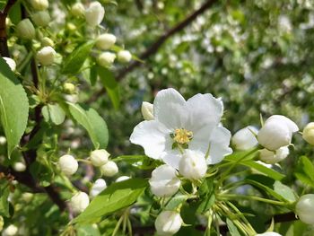 Close-up of white flowering plant