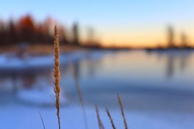 Close-up of plant in lake against sky during sunset