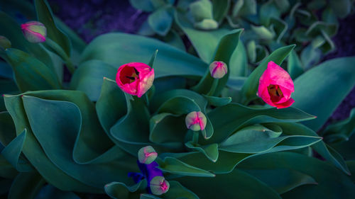 Close-up of pink rose flower