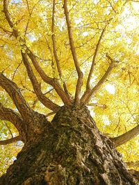 Low angle view of tree in forest