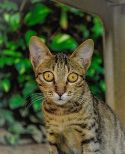 Close-up portrait of cat