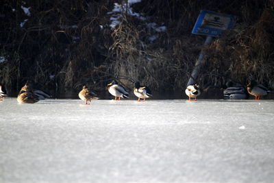 Birds perching on frozen lake against trees