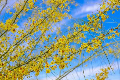 Low angle view of flowering plant against blue sky