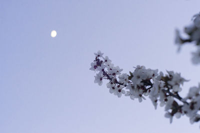 Low angle view of trees