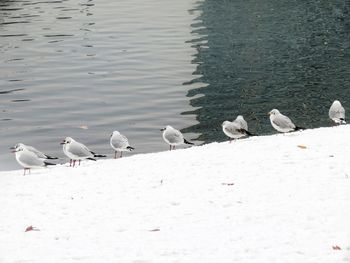 Seagulls perching on a lake