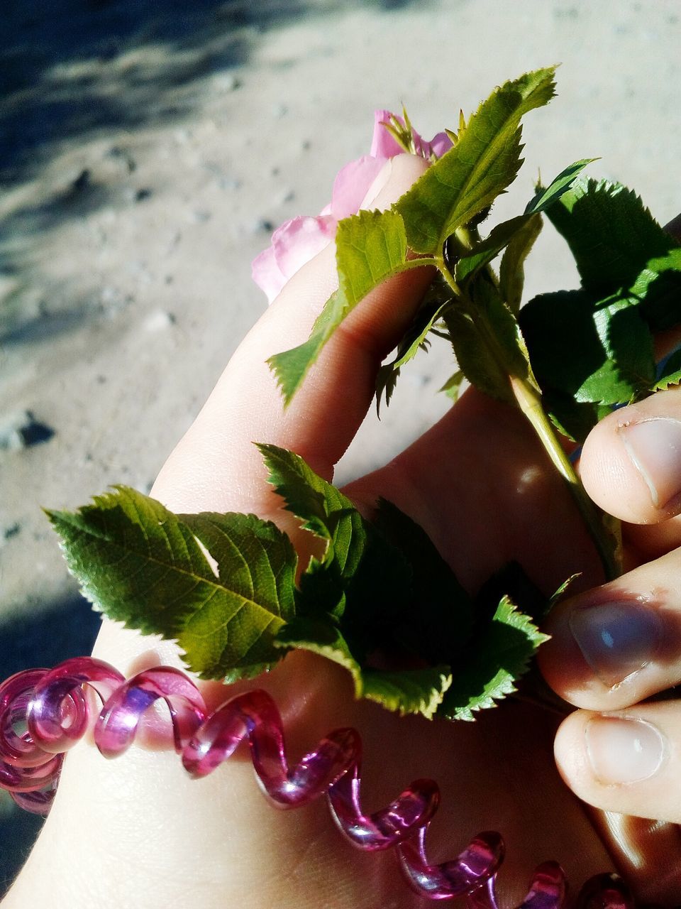 close-up, food and drink, food, freshness, beach, human hand, human body part, outdoors, real people, day, flower, one person, nature, ready-to-eat