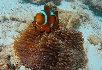 View of coral in sea