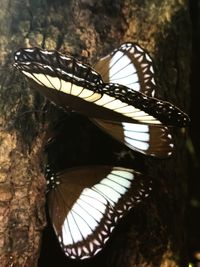 Close-up of butterfly on tree trunk