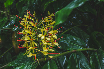 Close-up of plant growing on field