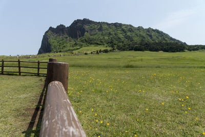 Scenic view of field against clear sky