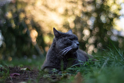A cat peacefully sitting in the grass with the evening sun in the background.