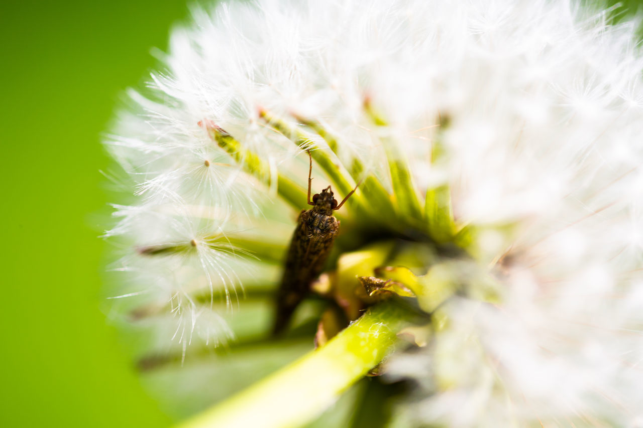 CLOSE-UP OF HONEY BEE ON WHITE FLOWER