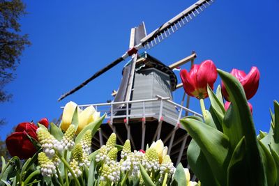Low angle view of flowers against blue sky