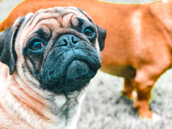 Close-up portrait of a dog