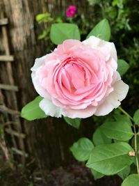 Close-up of pink rose