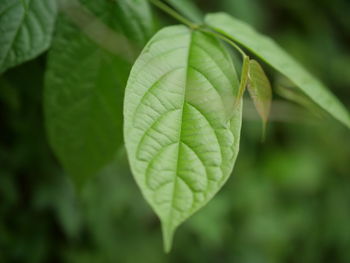 Close-up of green leaves