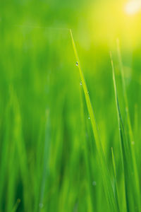 Close-up of wet grass