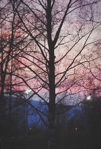 Low angle view of bare trees against sky