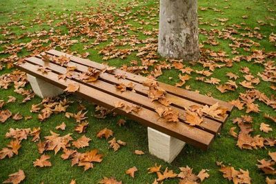 Wooden bench on grassy field