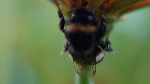 Close-up of insect on flower