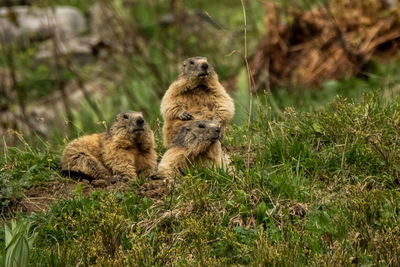 Sheep sitting on field