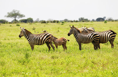 Zebras on a field