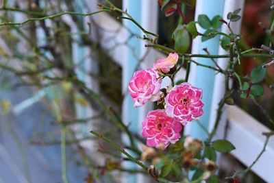 Close-up of pink cherry blossom on tree