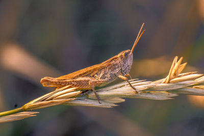 Close-up of grasshopper on plant