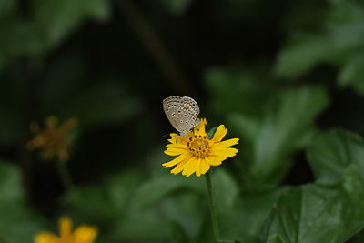 Close-up of butterfly on yellow flower