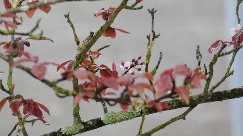 Close-up of pink cherry blossoms in spring