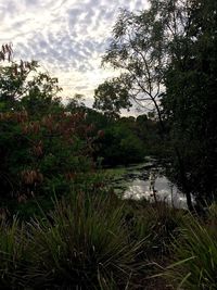 Reflection of trees in lake