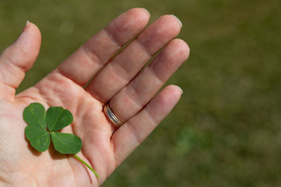 Close-up of hand holding four leaf clover